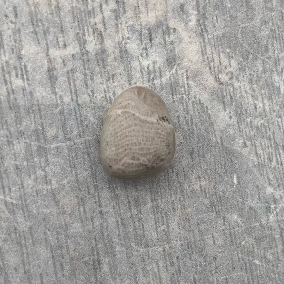 Petoskey stone - Picture 8 of 8